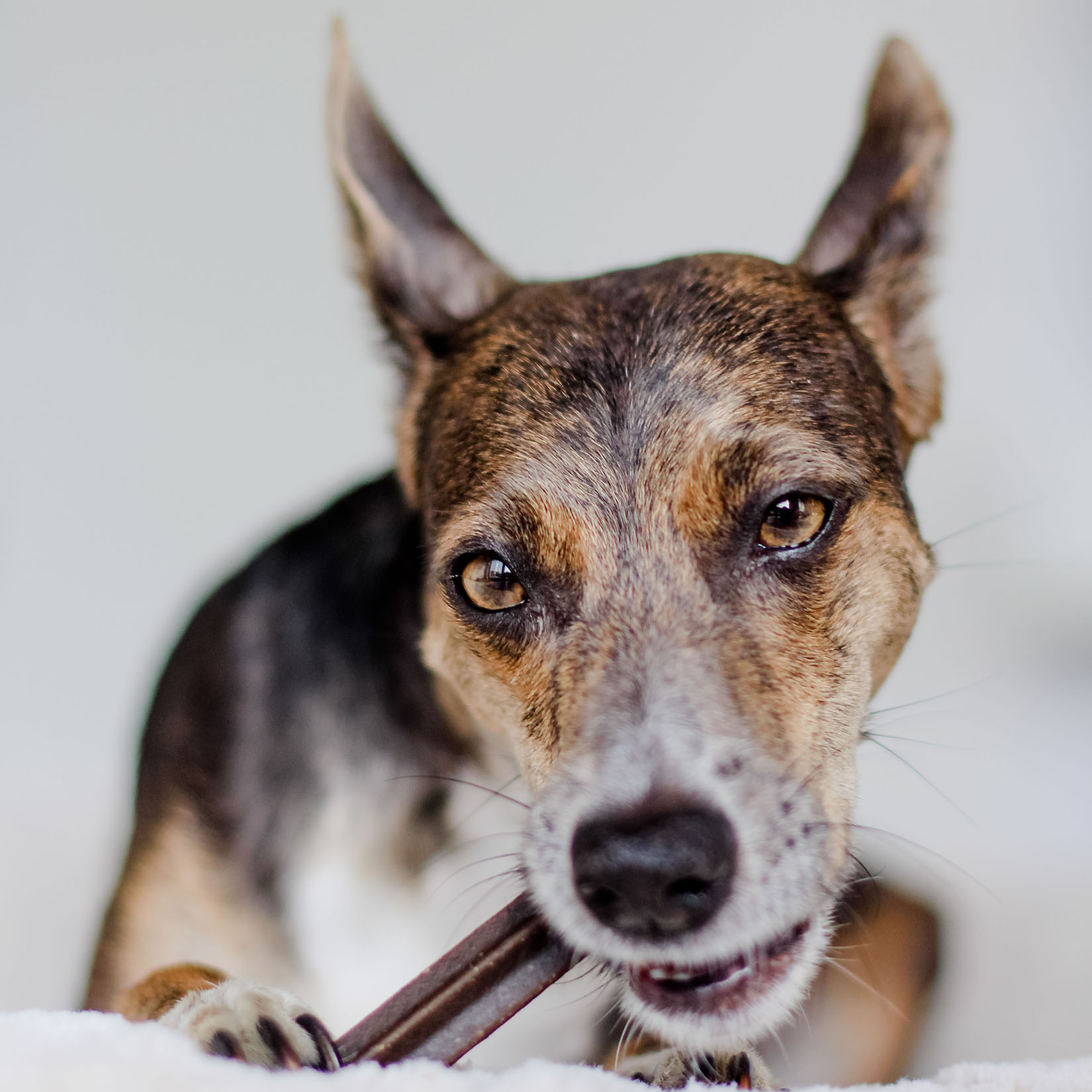 Dental Sticks - Hampaidenhoito koirille - luonnolliset ravintolisät koirille